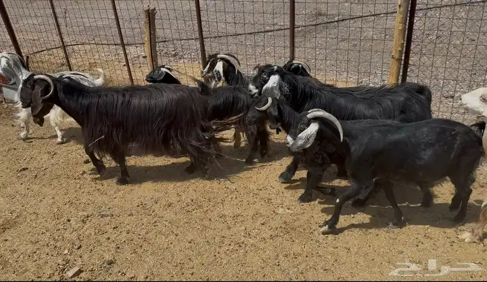 معزاء عوارض 2