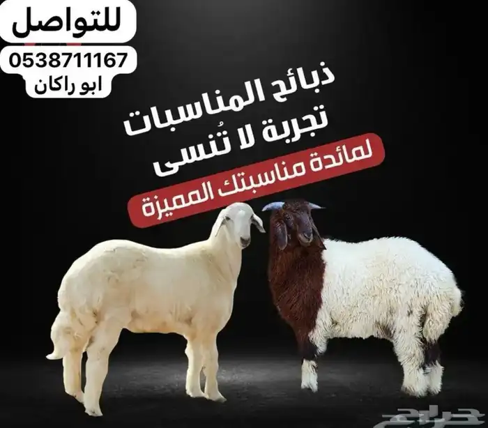 ذبايح نعيم تيوس طيبه واسعار منافسه 1