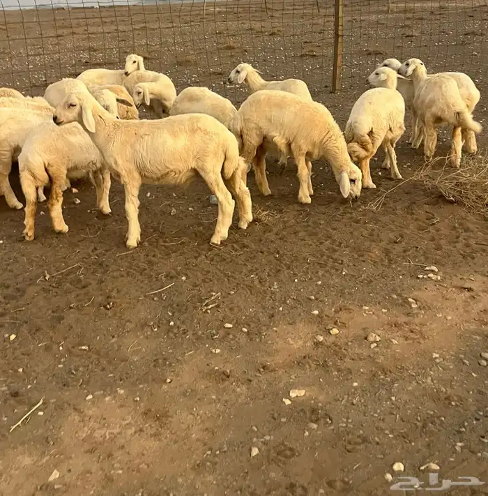 للبيع رخال طيبه ماشاءالله 1