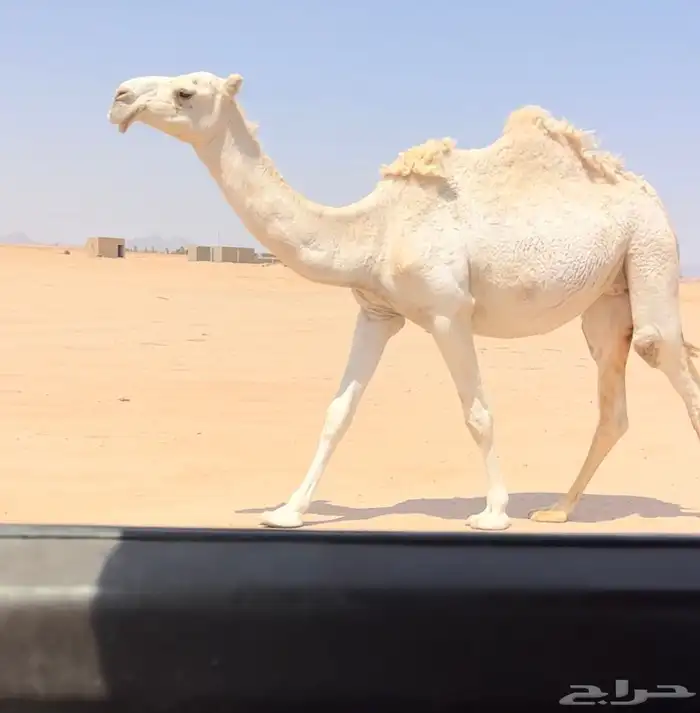 بكره لقحه 0