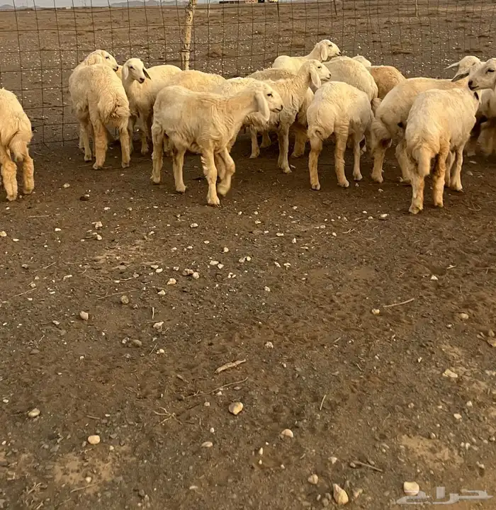 للبيع رخال طيبه ماشاءالله 2