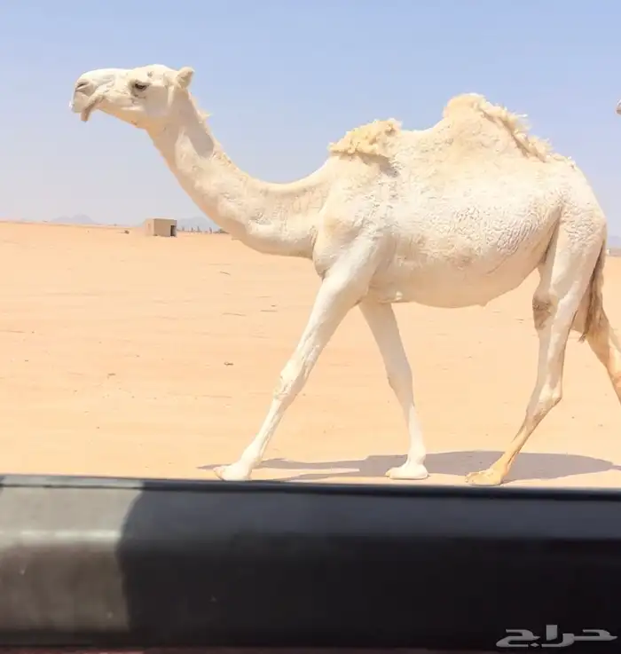 بكره لقحه 1