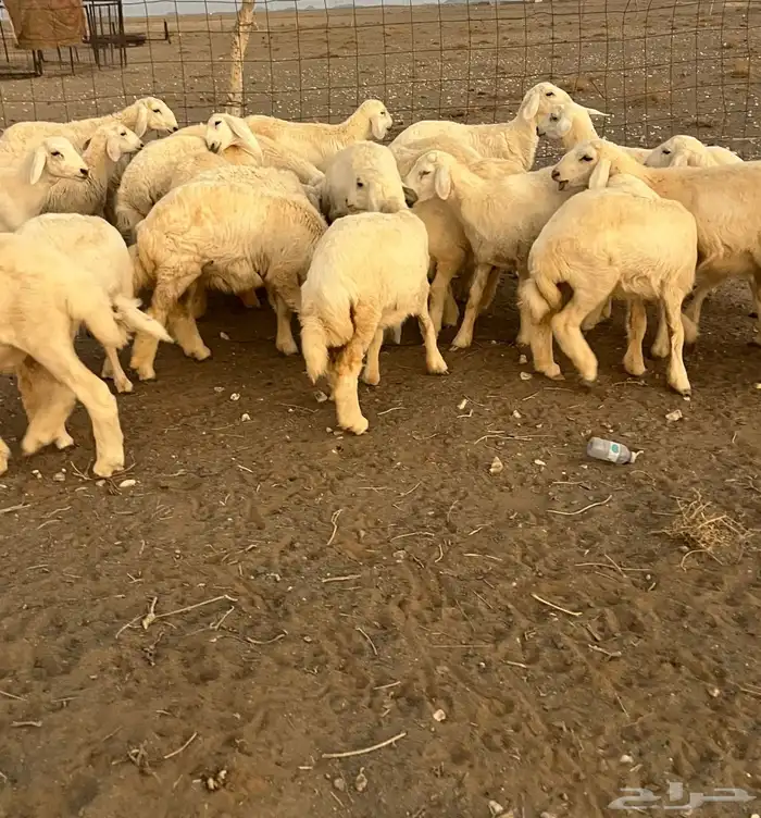 للبيع رخال طيبه ماشاءالله 0
