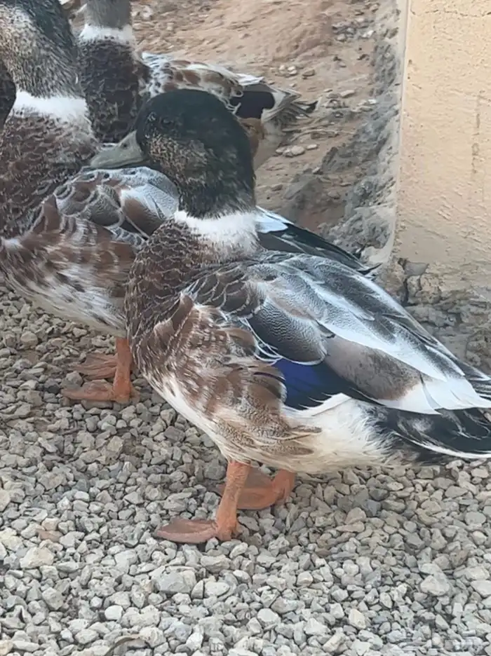 ذكور بط قزمي بط صيني بط طيار 1