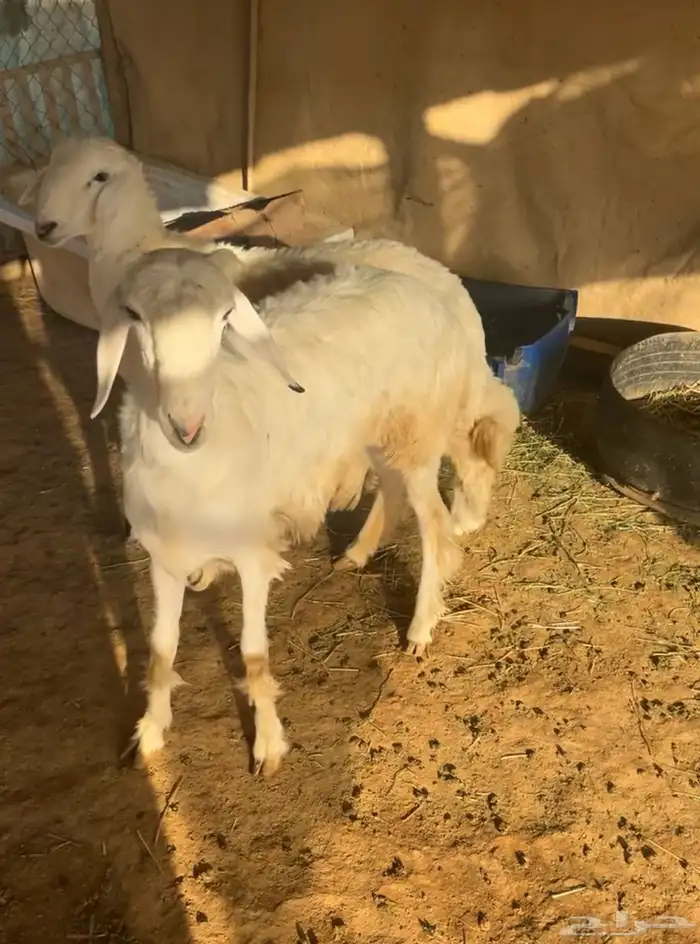 2 شكر حريات للبيع 2