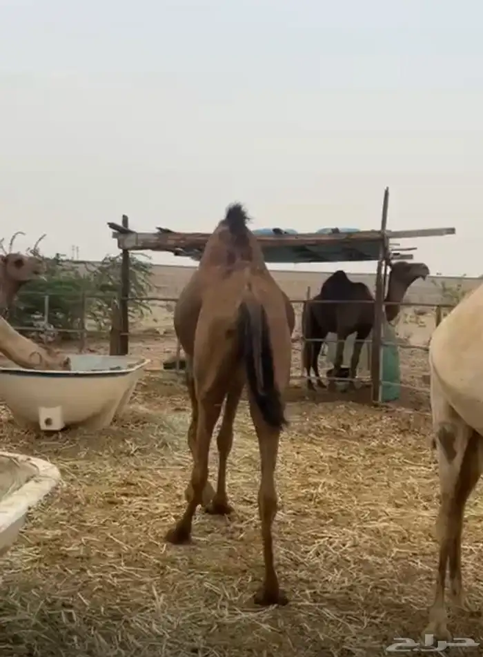 بكره لقحه 9
