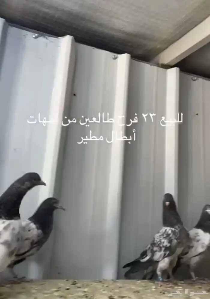 تيدي بانتيز كمنقرات 2