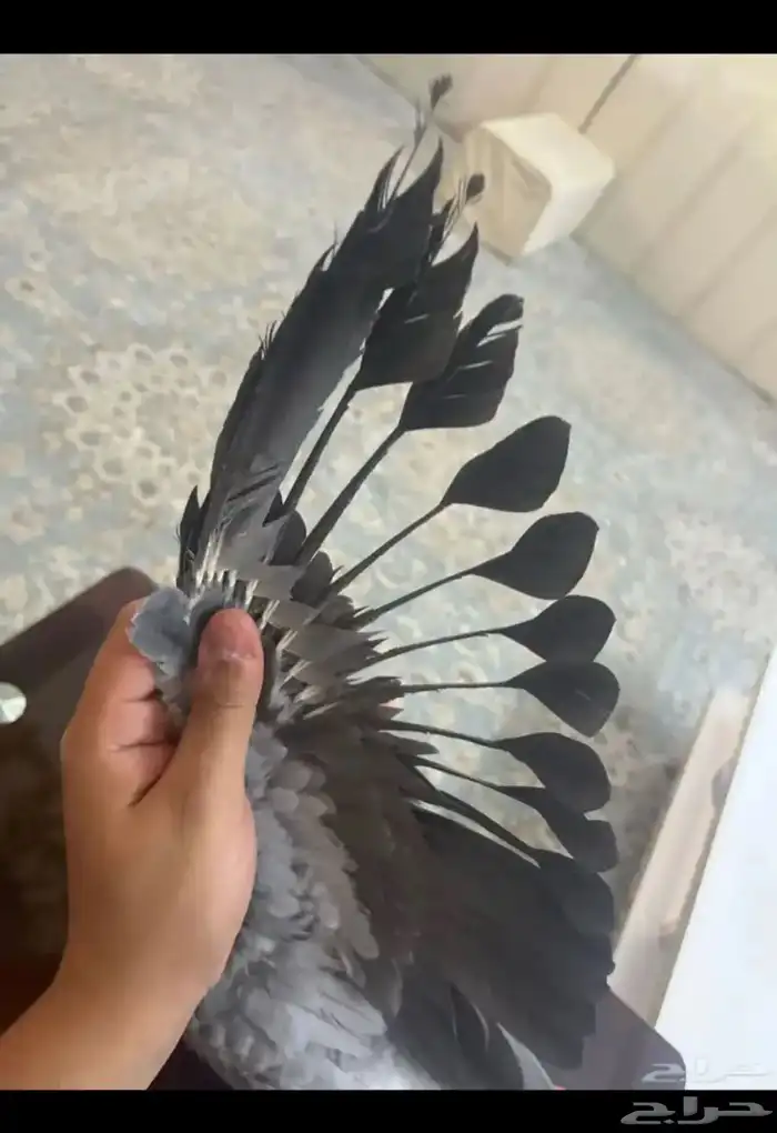 كاسكو اليف للبيع 5