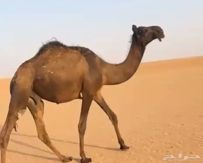 قعود مجهم 0