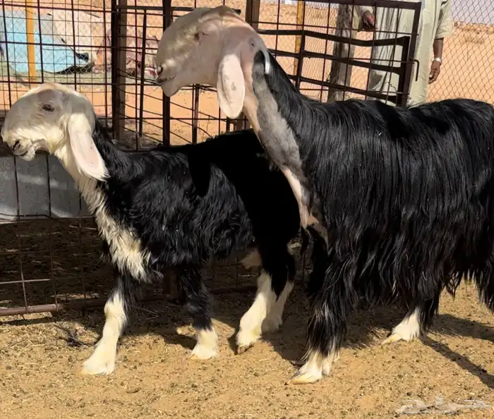 رغوث نجديه خصم تحتها رخل 5