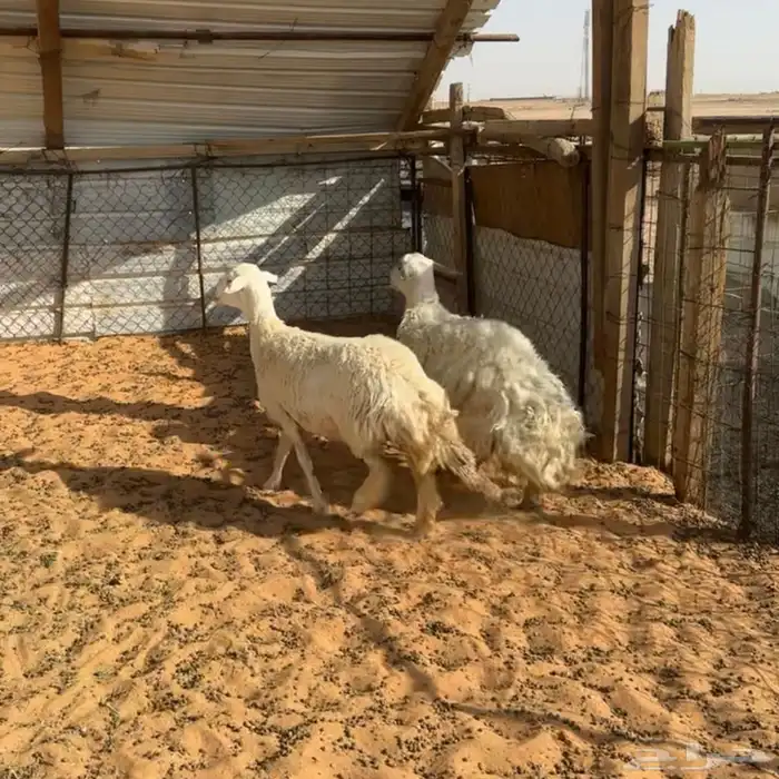 حريات ثنيه ورباع ( تم البيع ) 0