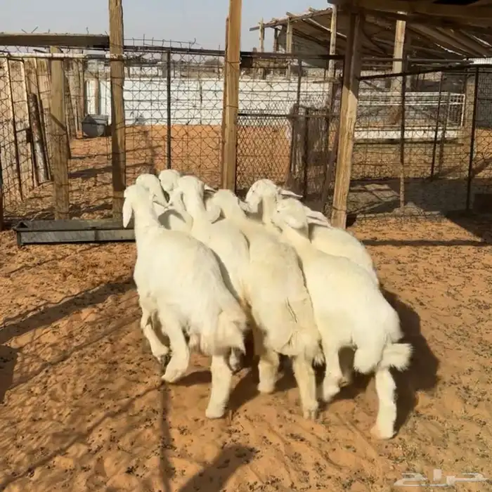 خرفان حري ( تم البيع ) 0
