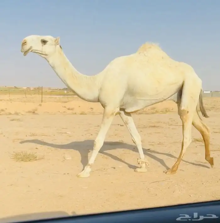 قعود اوضح كفو 2