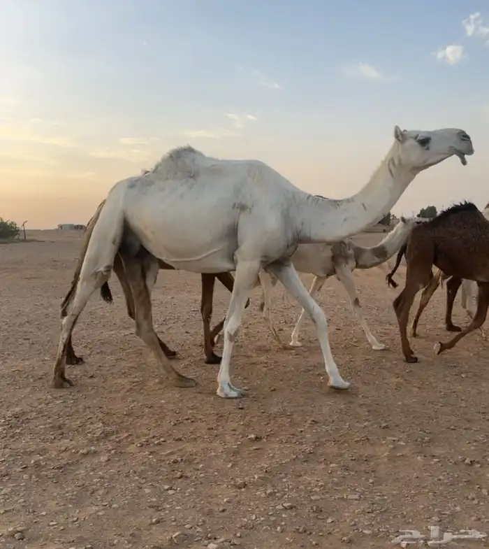 ناقة ضروبه سنها رباع طيبه 0