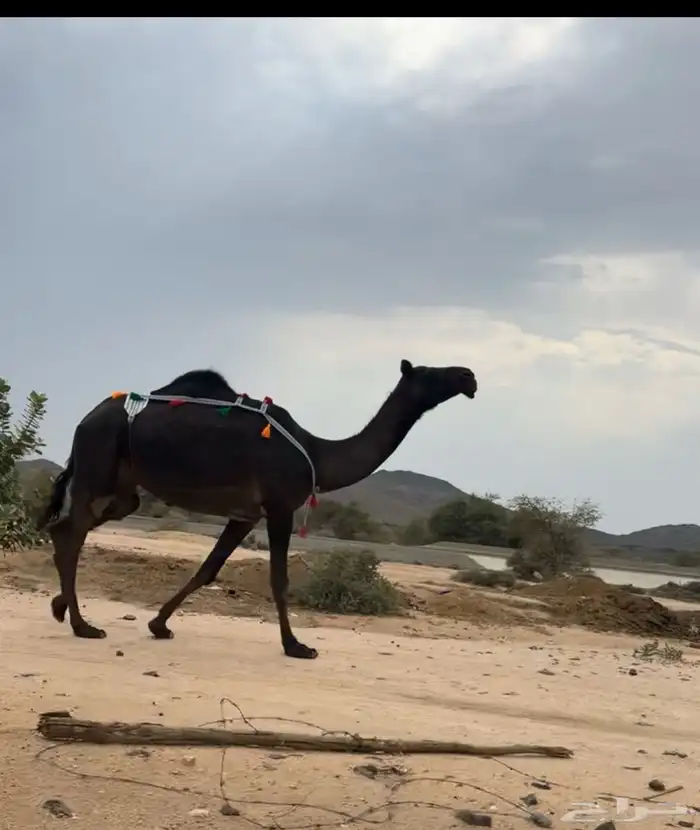 للبيع خلفه ثنيه منتج تحتها بكره 3