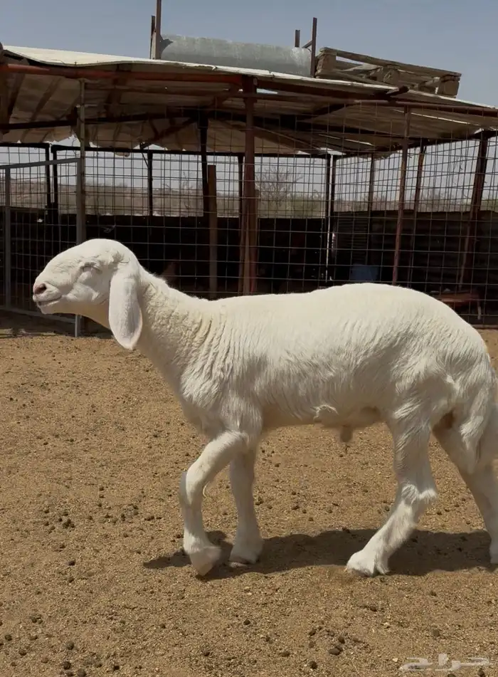 مشروع فحل للبيع 1