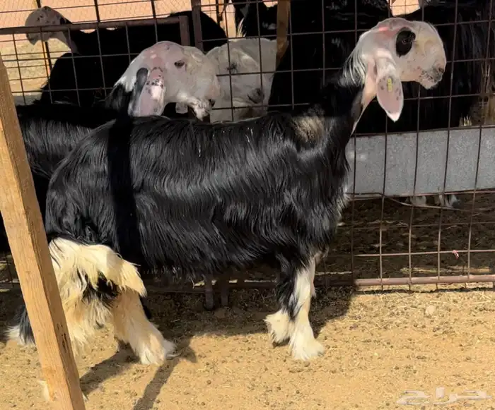 رخال نجد وطلي مشروع فحل 6