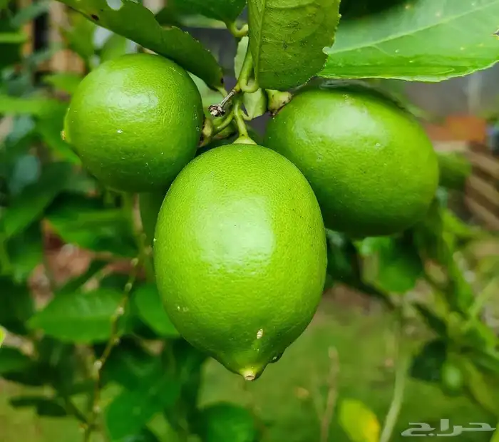 ليمون ابو زهير طبيعي فاخر للبيع 1