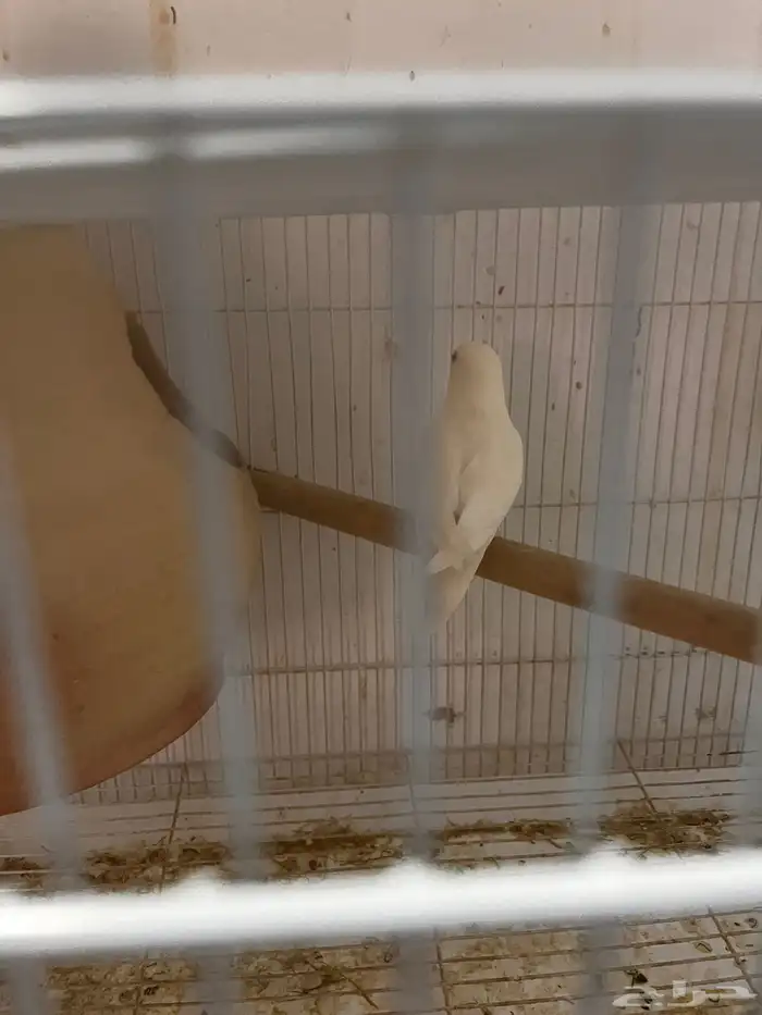 جوز البينو صافي جرم معاهم فرخ 4