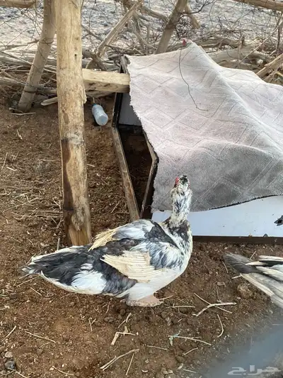 ذكر بط مصري مسكوفي منتج الصحه شردط الحناكيه النخيل index