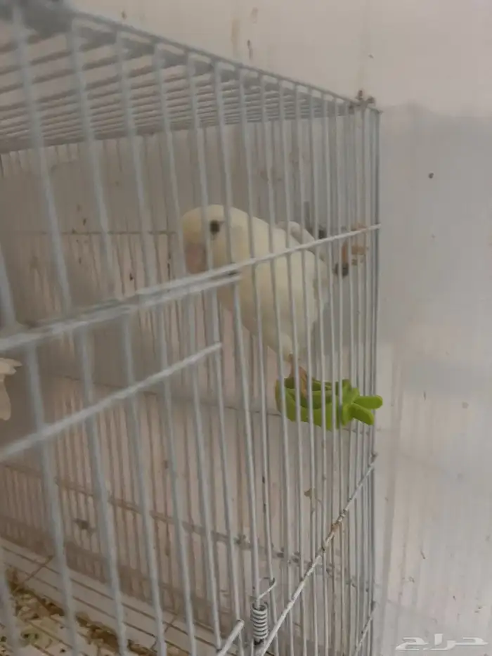 جوز البينو صافي جرم معاهم فرخ 2