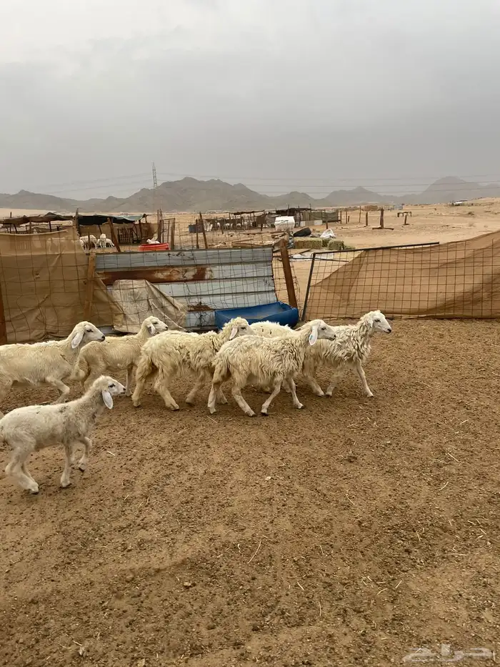 بهم تربيه الحد 560 2