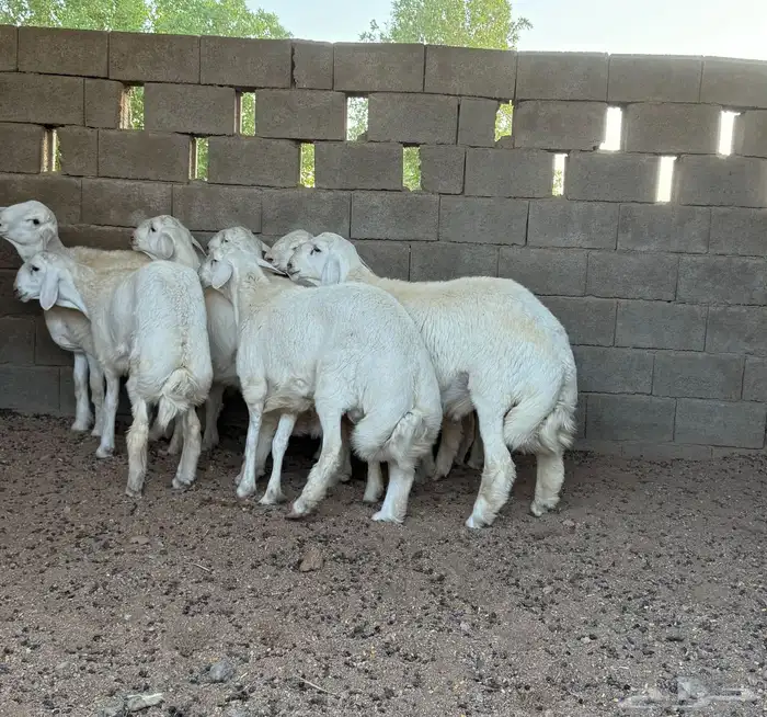 للبيع خرفان حريه فاخره ذبح ومستقبل فحول 0