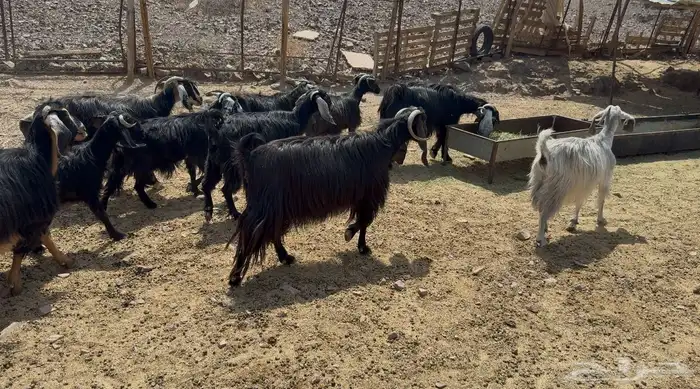 معزاء عوارض 3