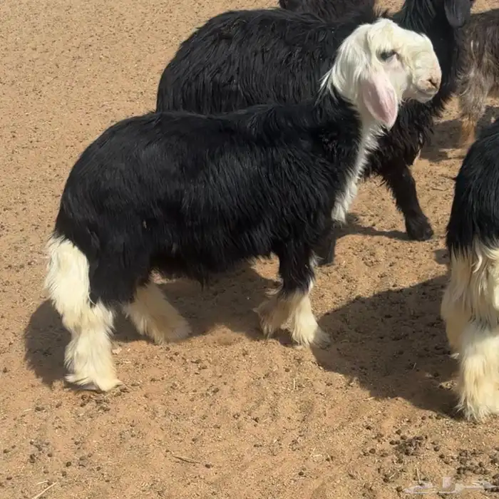 خروف نجدي 0