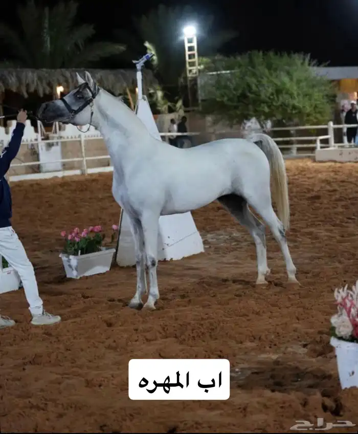 مهره عربية شعبية 3