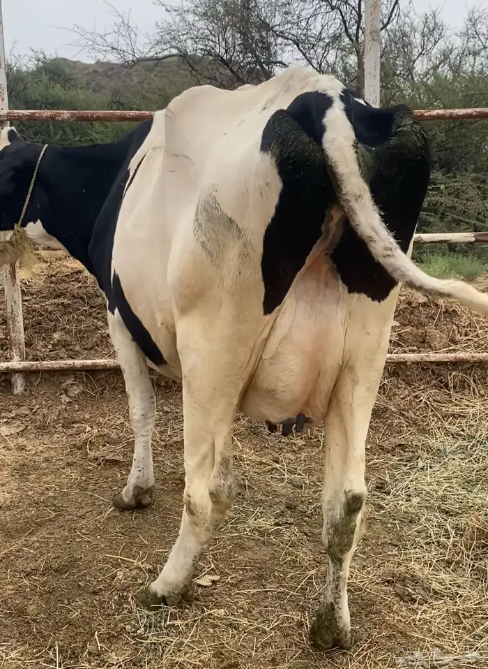 بقره هولندي اصل 1