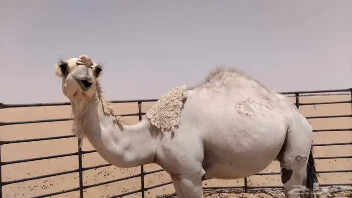 للبيع بكره ثنيه 0