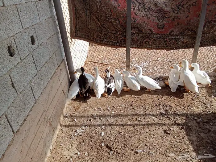 بط بلدي من النوع الطيب للبيع 0