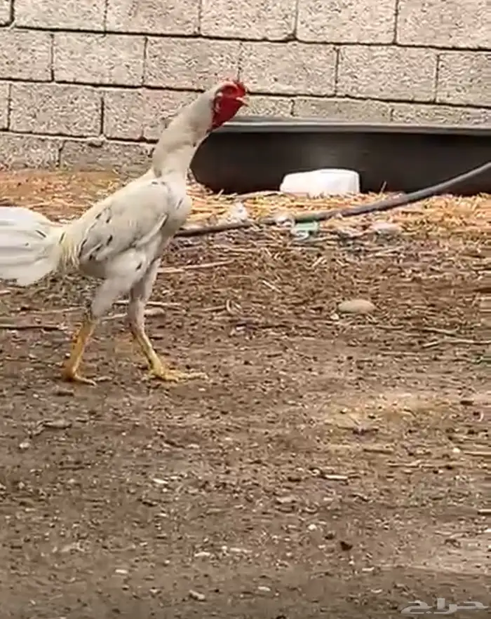 ديك بكستاني 1