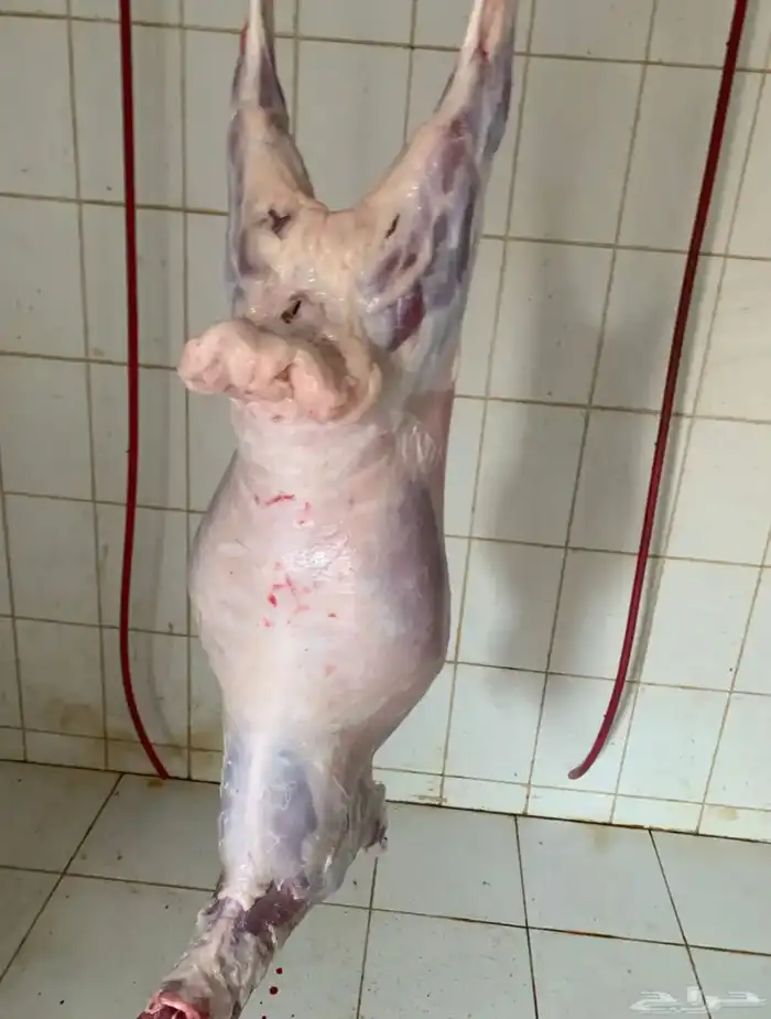 طليان برابر طيبه 0