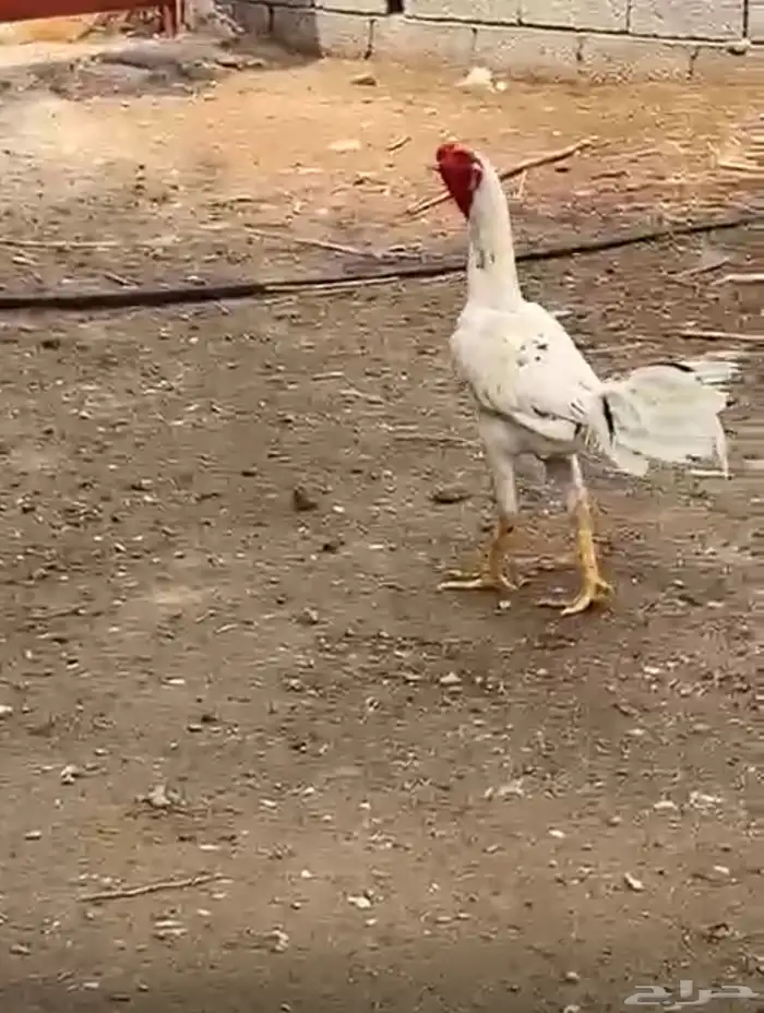 ديك بكستاني 0