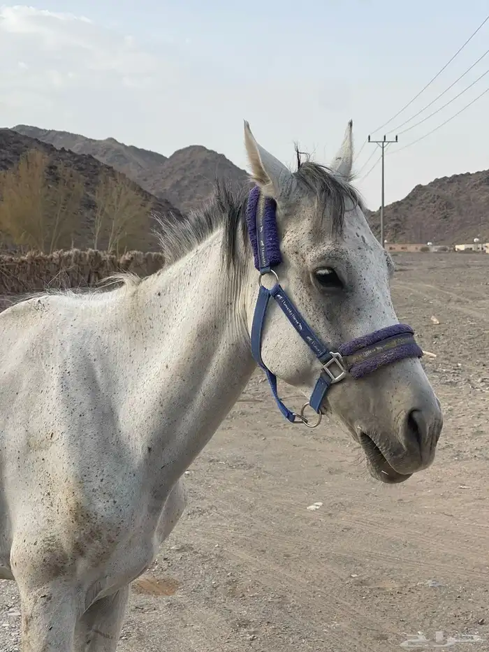 حصان شعبي عربي العمر 6 سنوات 11