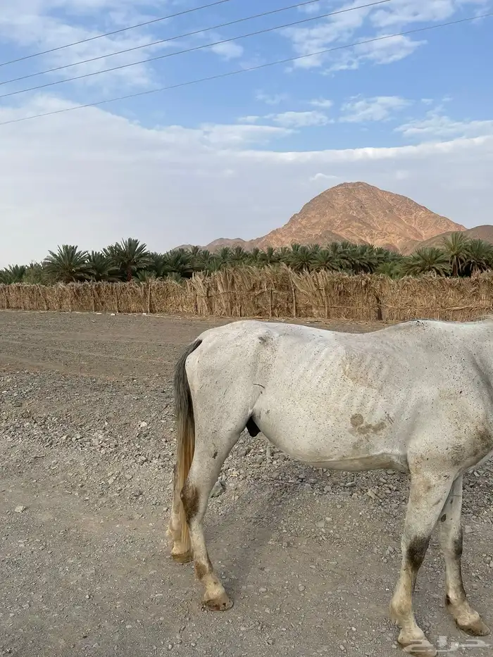 حصان شعبي عربي العمر 6 سنوات 4