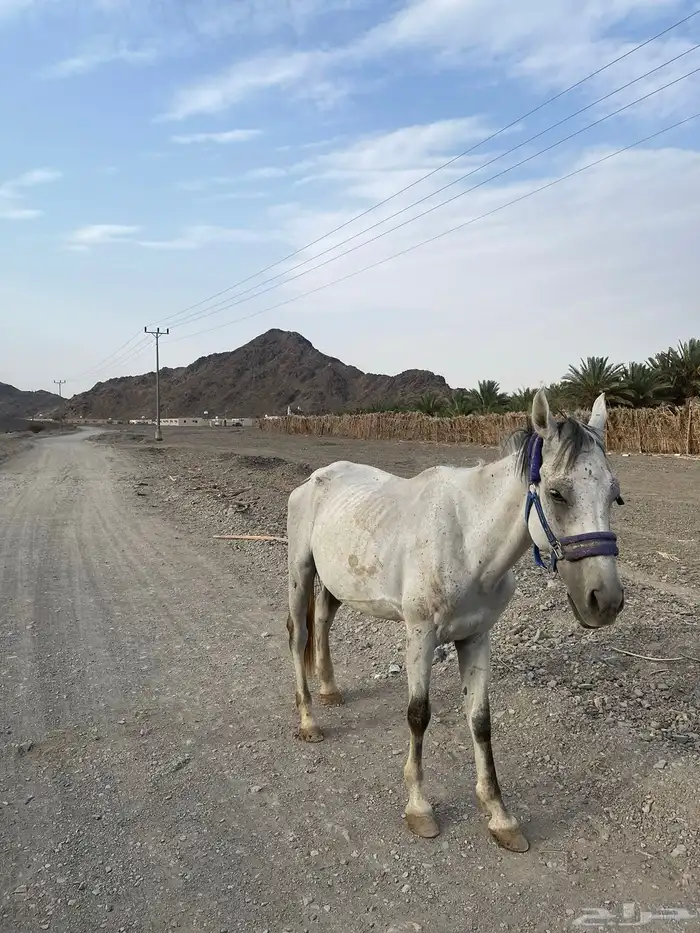 حصان شعبي عربي العمر 6 سنوات 0