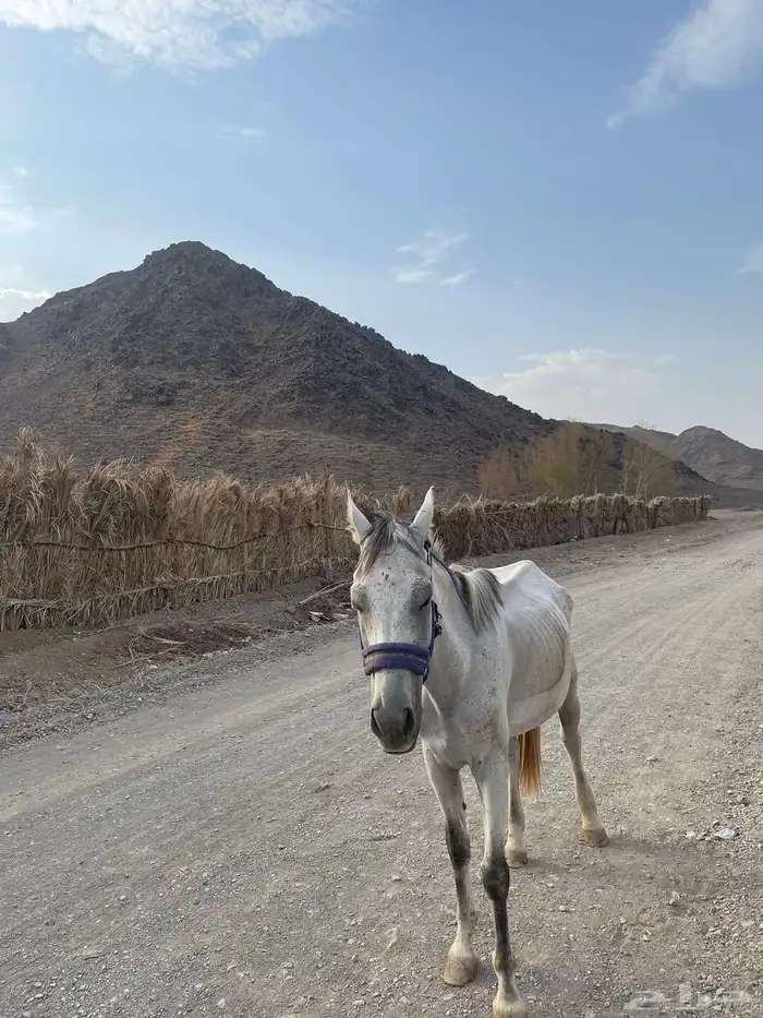 حصان شعبي عربي العمر 6 سنوات 13