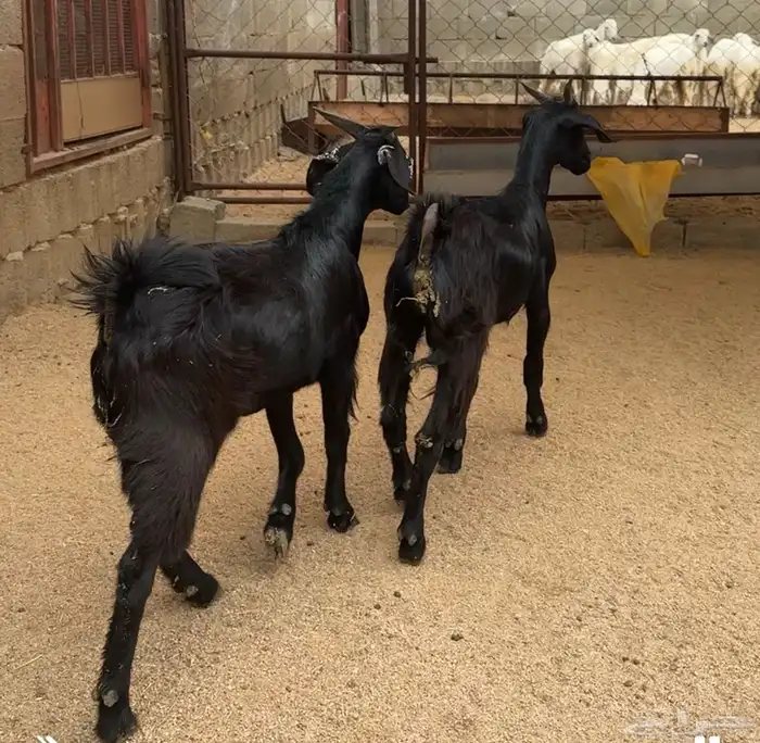 تيوس للبيع 1