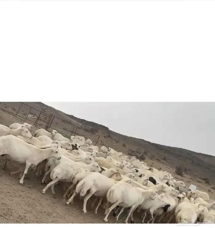ضان للبيع 1