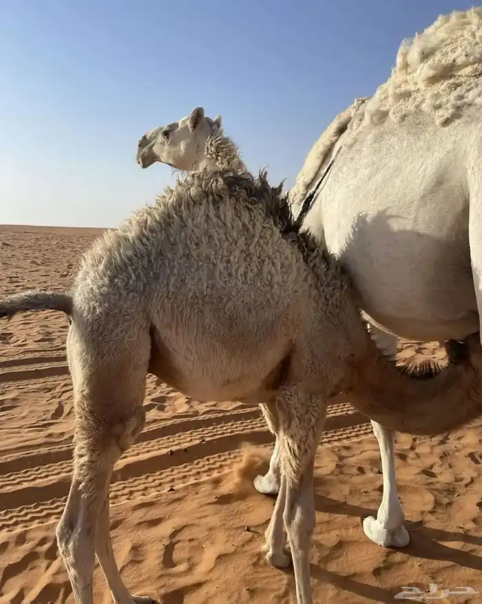 قعود لباني بري للبيع 0