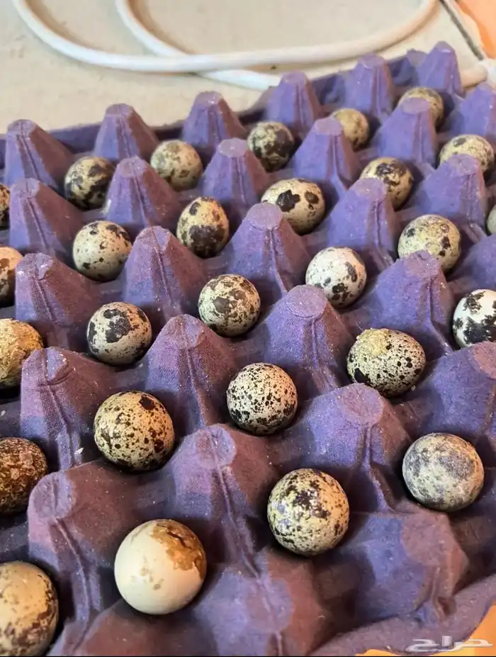 صوص صيصان ( سمان - فري - فر- مريعي ) للاكل والتربيه 6