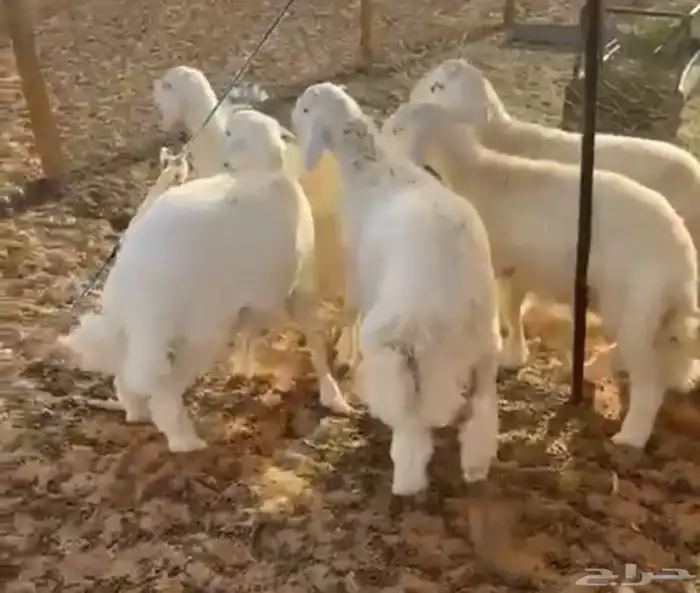5 طليان للبيع الموقع العتش 2