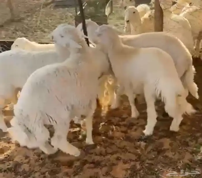 5 طليان للبيع الموقع العتش 0