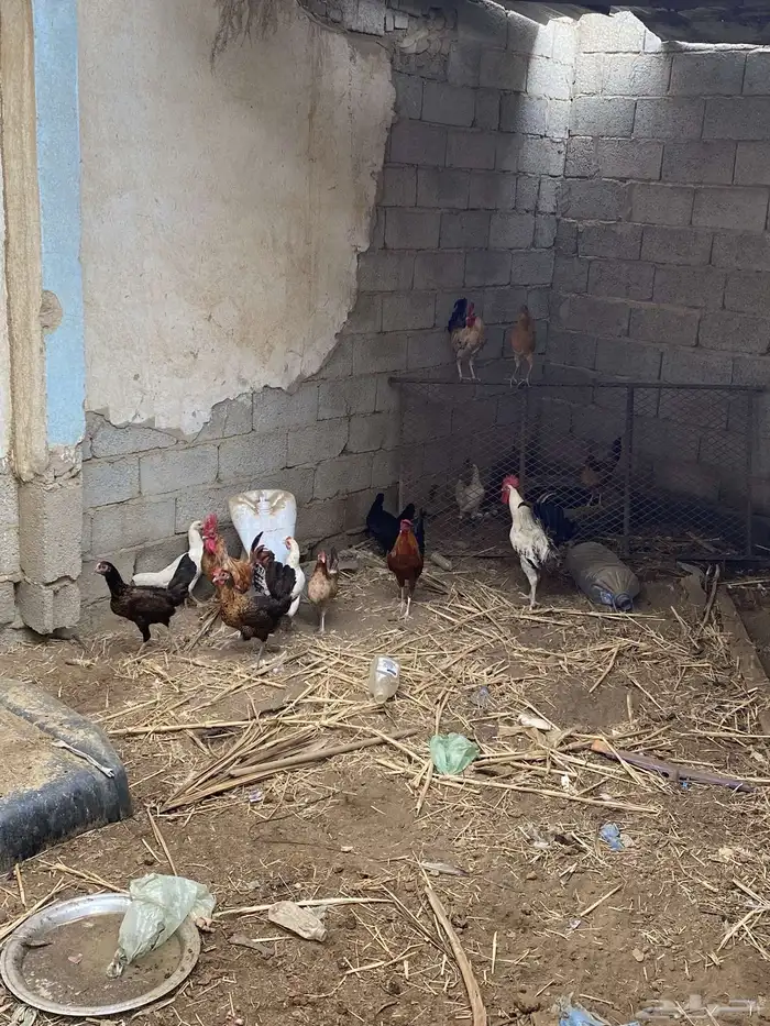 دجاج وديوكه بلدي 4