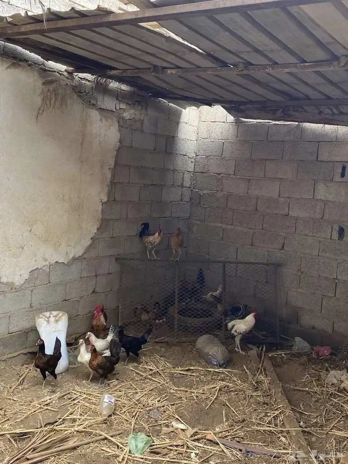 دجاج وديوكه بلدي 5