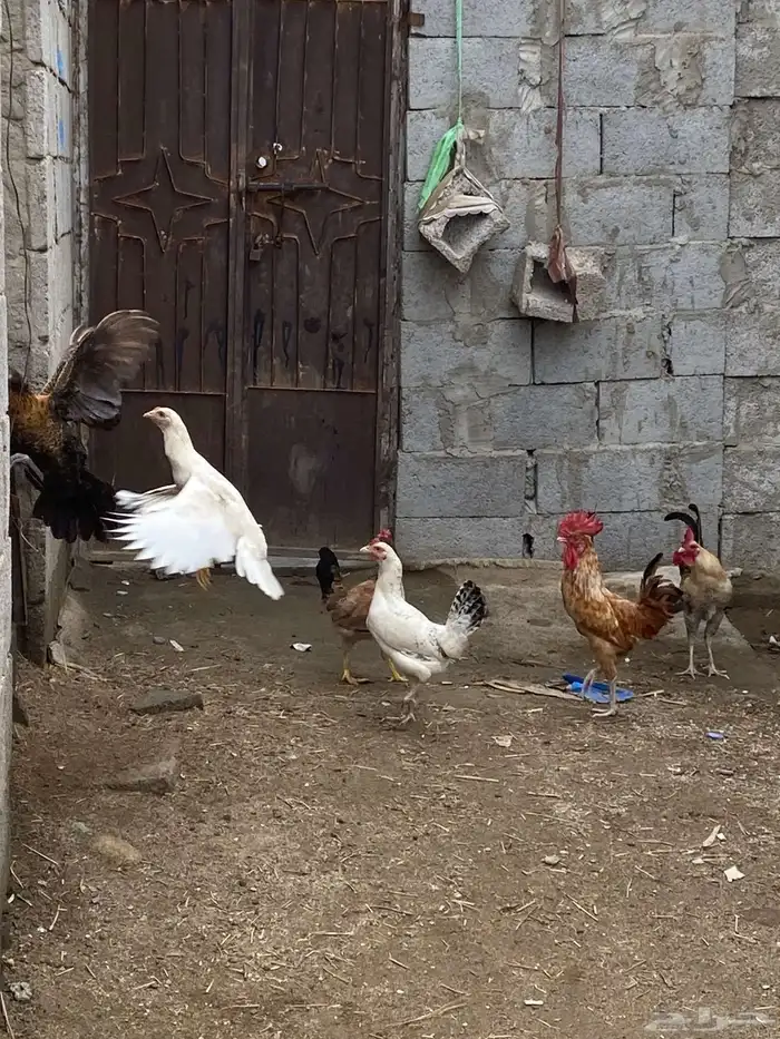 دجاج وديوكه بلدي 2