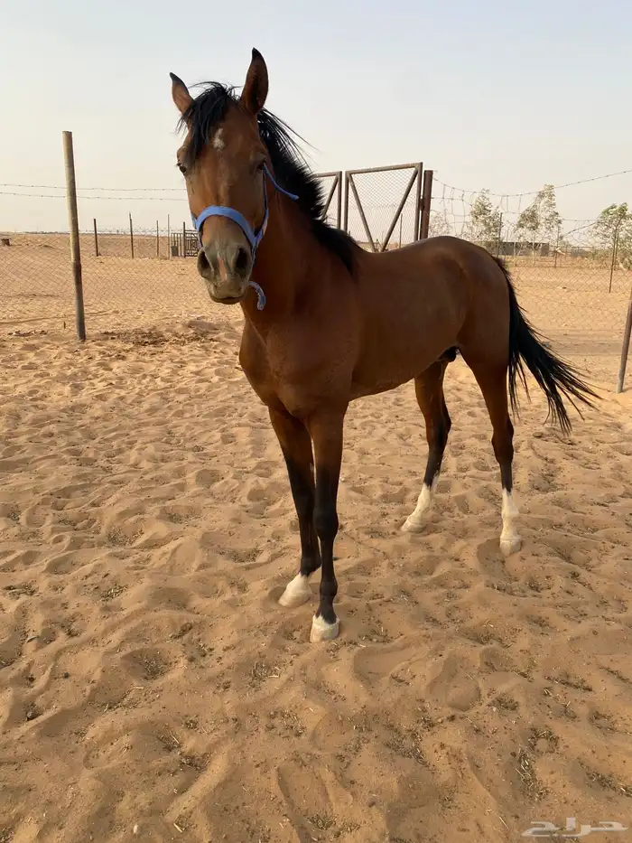 حصان شعبي 5